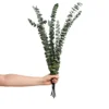 Bunch Eucalyptus Minipress Preserved 70cm