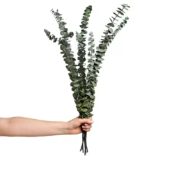 Bunch Eucalyptus Minipress Preserved 70cm