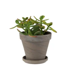 Fat Terrakotta 11cm Grå